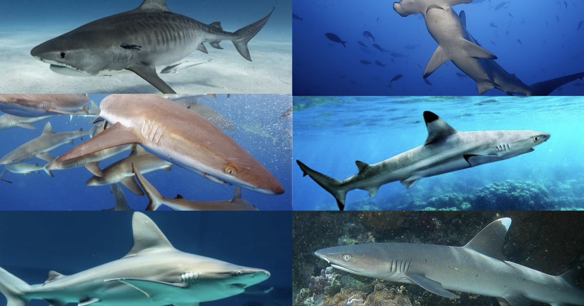 Mālama Manō Shark Identification Guide Nautilus Live